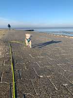 Hundeauslaufgebiet-Strand Neßmersiel-Bild