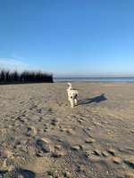 Hundeauslaufgebiet-Strand Neßmersiel-Bild