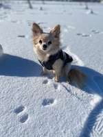 Suchmeldung-Emilia-Bild