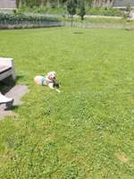 Hundeauslaufgebiet-Hundeplatz Jenbach-Bild