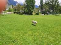 Hundeauslaufgebiet-Hundeplatz Jenbach-Bild