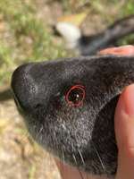 Pickel artige Stellen am Kopf-Beitrag-Bild