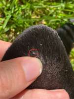 Pickel artige Stellen am Kopf-Beitrag-Bild