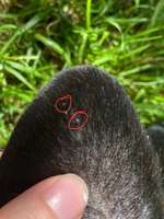 Pickel artige Stellen am Kopf-Beitrag-Bild