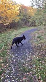 Hundeauslaufgebiet-Halde kissingerhöhe-Bild