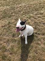 Miniatur Bull Terrier-Beitrag-Bild