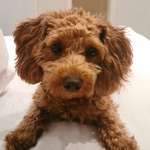 Ersteller:in Daniela Profilbild