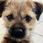 Ersteller:in Strandläufer Profilbild