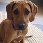 Ersteller:in C. Profilbild