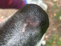 Stelle an der Nase-Beitrag-Bild