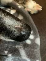 Stelle an der Nase-Beitrag-Bild