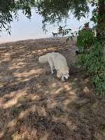 Hundeauslaufgebiet-Hundestrand Salzgittersee-Bild