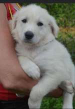 Ankunft aus Rumänien - Flöhe / Giardien etc. Was muss ich beachten was ist vielleicht Panik mache?-Beitrag-Bild