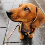 Ersteller:in Iris Profilbild