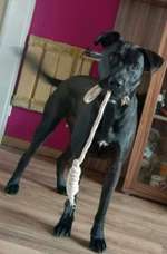 Ca de Bestiar/Perro de Pastor Mallorquin gesucht 💮💝💮-Beitrag-Bild