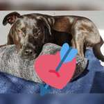 Ca de Bestiar/Perro de Pastor Mallorquin gesucht 💮💝💮-Beitrag-Bild