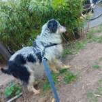 Suchmeldung-Lucy (Angsthündin!)-Bild