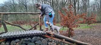 Hundeauslaufgebiet-Hundewald Doghausen-Bild