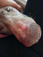 Nasenpilz-Beitrag-Bild