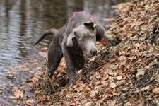 Hunde in Action-Beitrag-Bild