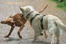 Hunde in Action-Beitrag-Bild