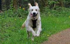 Hunde in Action-Beitrag-Bild