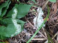 Weißer Schaum-Beitrag-Bild