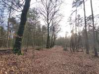 Hundeauslaufgebiet-Garlstedter Wald-Bild