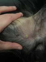 Eiterblase am Innenbeim-Beitrag-Bild