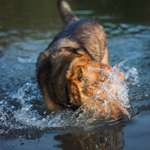 Hundeauslaufgebiet-Peringsmaar-Bild