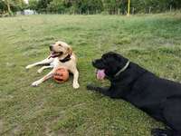 Hundeauslaufgebiet-Mannheim Wallstadt-Bild