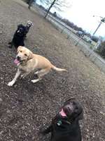 Hundeauslaufgebiet-Mannheim Wallstadt-Bild