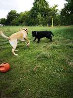 Hundeauslaufgebiet-Mannheim Wallstadt-Bild