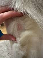 Rote Stellen ohne Haare am "Ellenbogen"-Beitrag-Bild