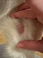 Rote Stellen ohne Haare am "Ellenbogen"-Beitrag-Bild