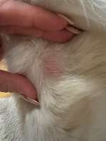 Rote Stellen ohne Haare am "Ellenbogen"-Beitrag-Bild