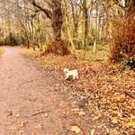 Hundeauslaufgebiet-Niendorfer Gehege-Bild