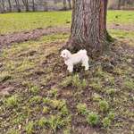 Hundeauslaufgebiet-Wassermannpark (Schnelsen)-Bild