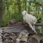 Hundeauslaufgebiet-Emmeringer Hölzl-Bild