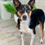 Welche Rassen stecken in dieser hübschen Russin?-Beitrag-Bild