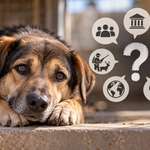 Politische Haltung als Ausschlusskriterium bei der Hundevermittlung?-Beitrag-Bild