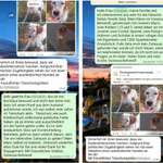 Politische Haltung als Ausschlusskriterium bei der Hundevermittlung?-Beitrag-Bild