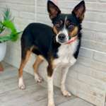 Welche Rassen stecken in dieser hübschen Russin?-Beitrag-Bild