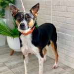 Welche Rassen stecken in dieser hübschen Russin?-Beitrag-Bild