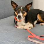 Welche Rassen stecken in dieser hübschen Russin?-Beitrag-Bild