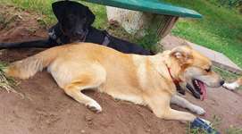 Hundeauslaufgebiet-Hundewiese Oer-erkenschwick-Bild