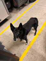 Wie alt wurden eure Hunde?-Beitrag-Bild