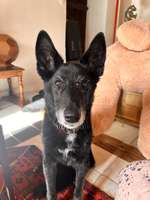 Wie alt wurden eure Hunde?-Beitrag-Bild