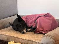 Wie alt wurden eure Hunde?-Beitrag-Bild