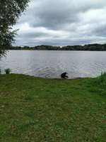 Hundeauslaufgebiet-Gartower See-Bild